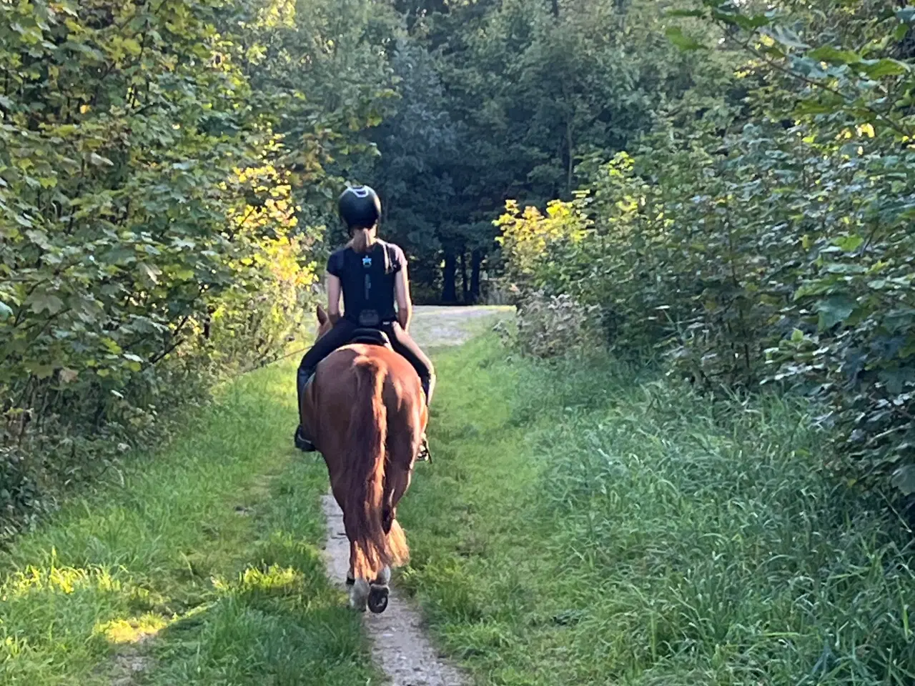 Billede 7 - Gribsvads Britney – Welsh pony