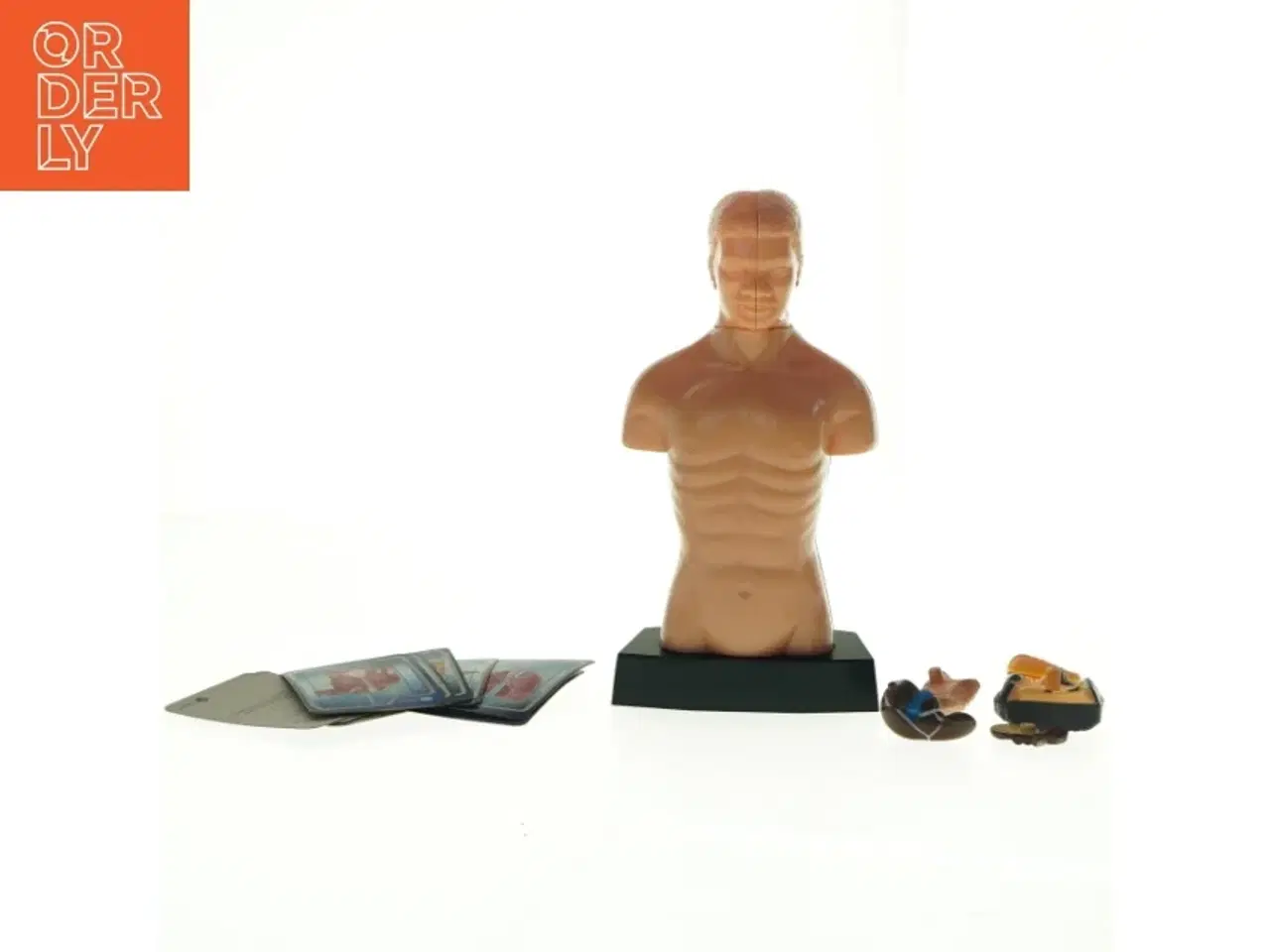 Billede 4 - Menneskekropsmodel til undervisning (str. 24,5 x 13 x 8 cm)
