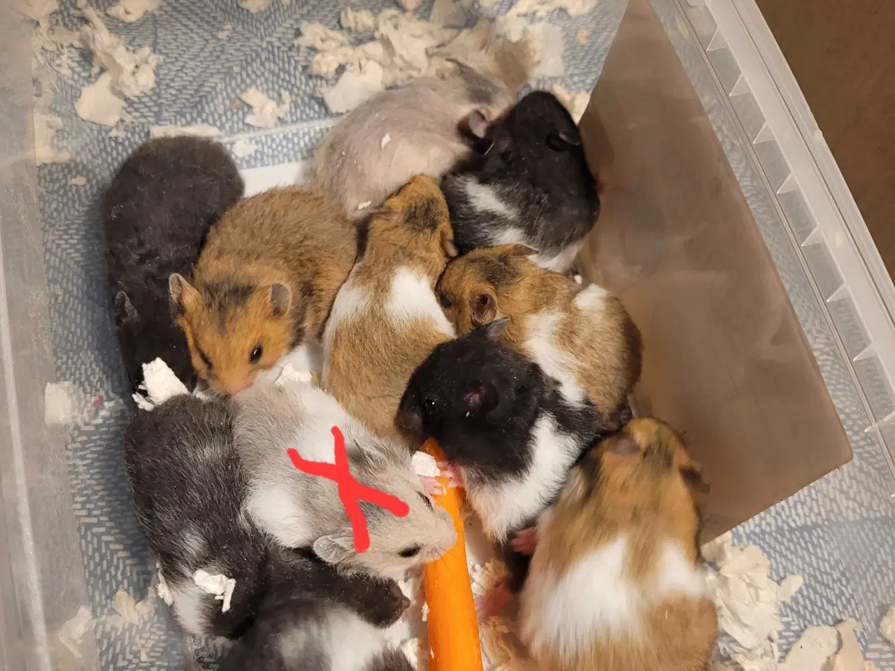 Billede 1 - Guldhamster