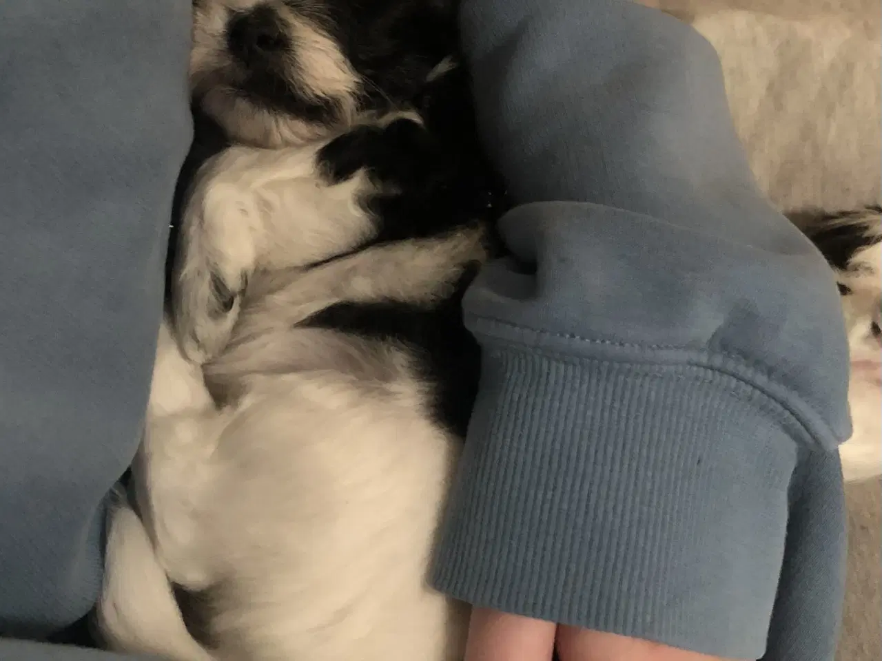 Billede 6 - Skønne plettede Lhasa-doodles hvalpe