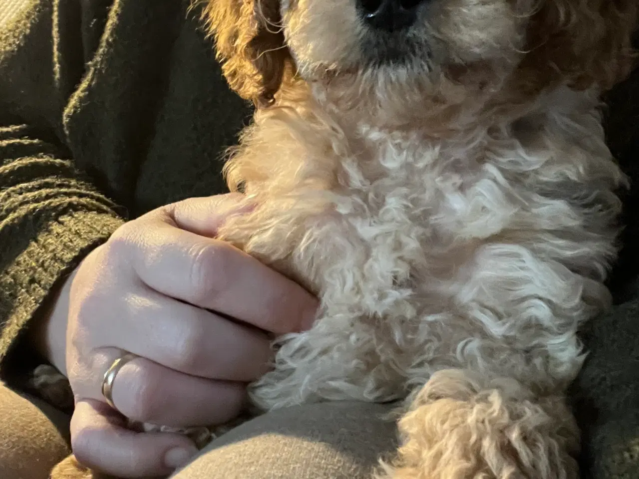 Billede 1 - Cavapoo hvalp