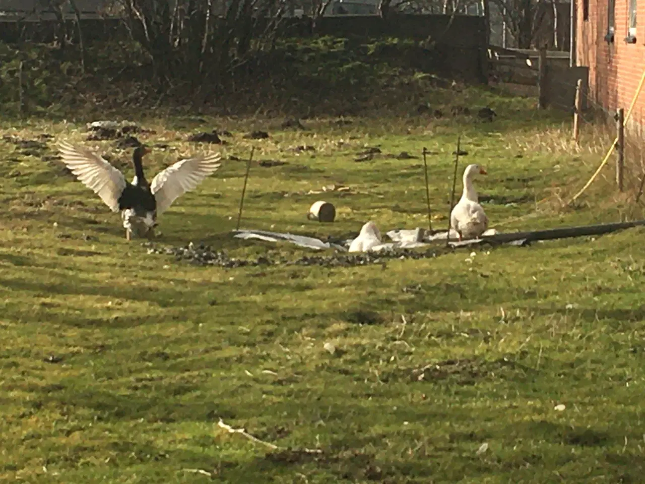 Billede 2 - Gåseæg