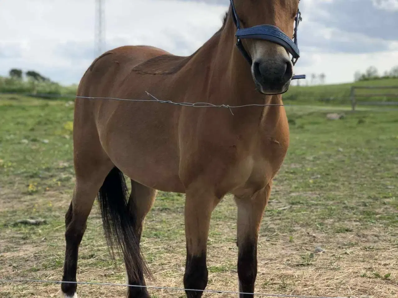 Billede 10 - Part eller Udlån 