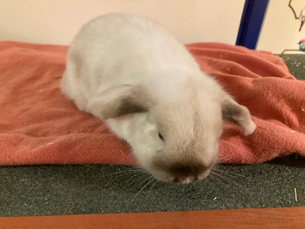 Billede 4 - Minilop Hun kanin søger nyt hjem
