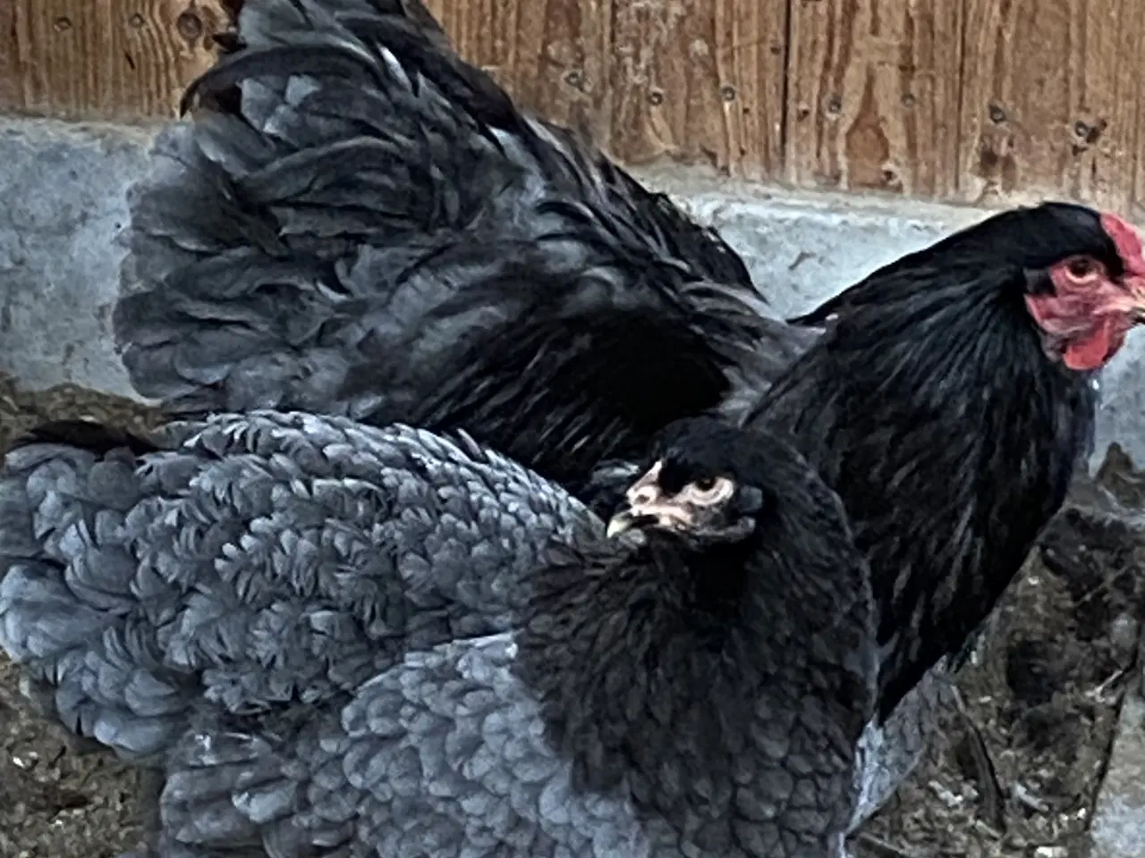 Billede 3 - Smukke Brahma damer