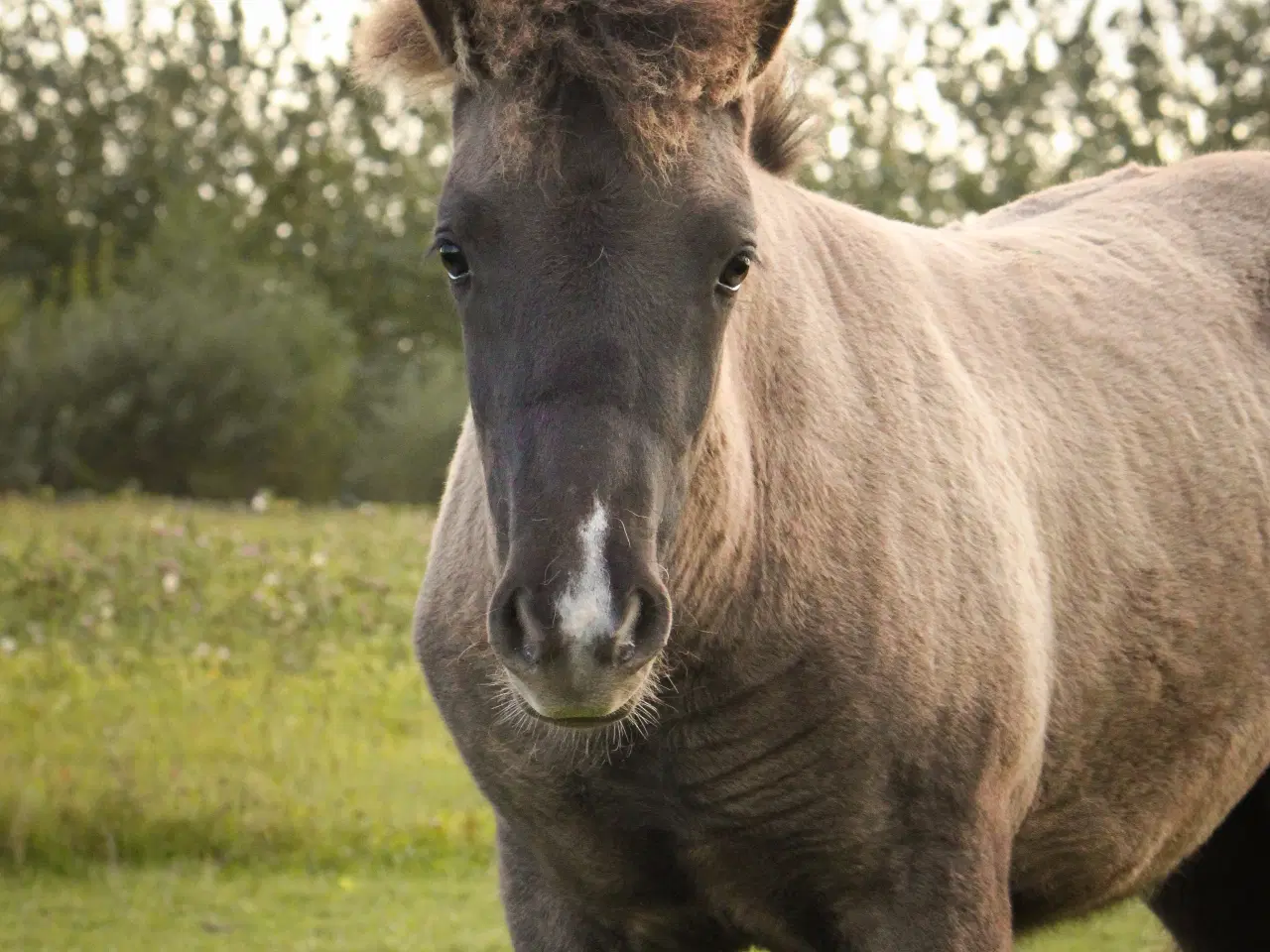 Billede 3 - Smukkeste islænder hoppeføl!