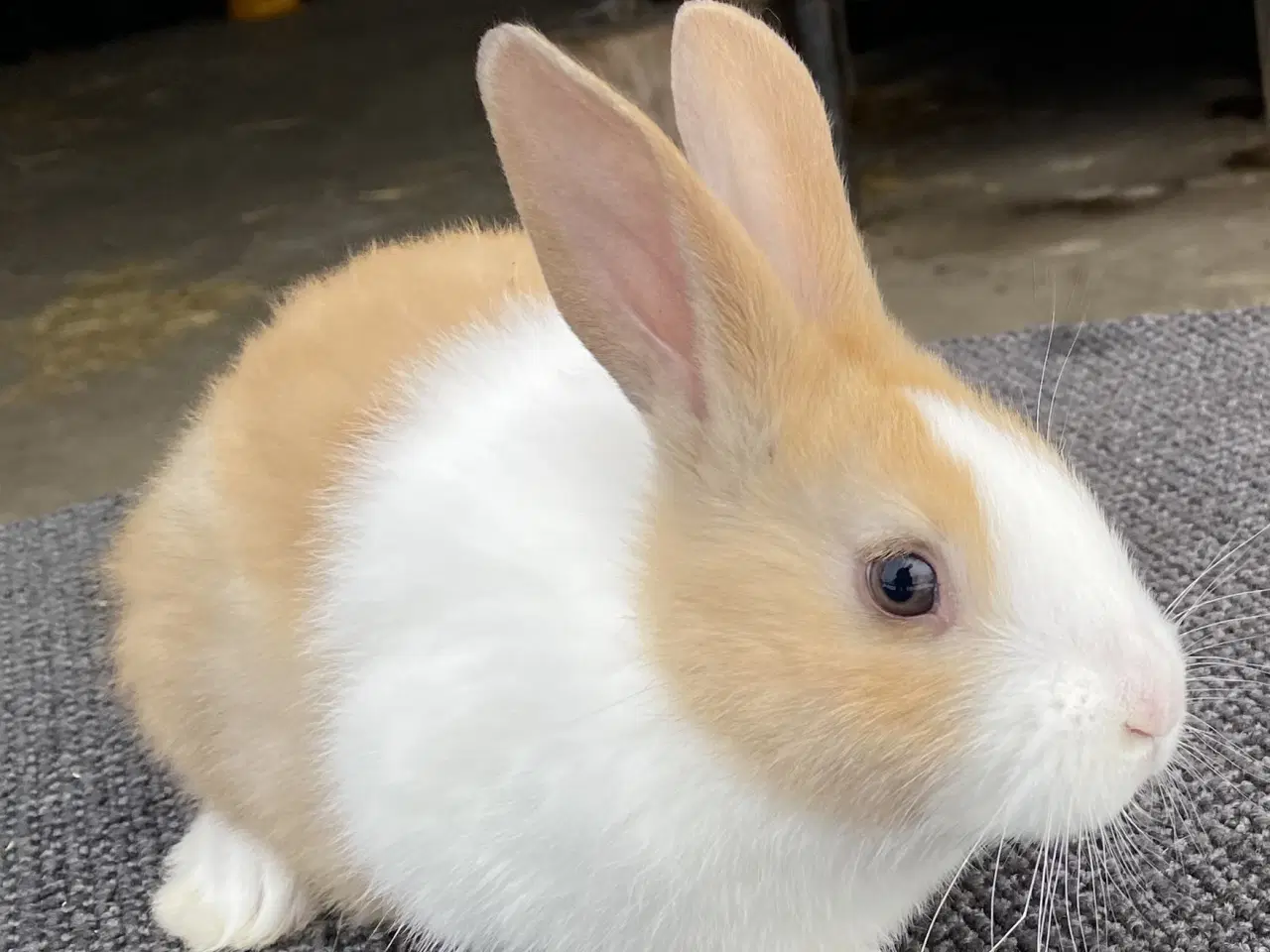 Billede 2 - HOLLÆNDER HAN MADAGASCAR