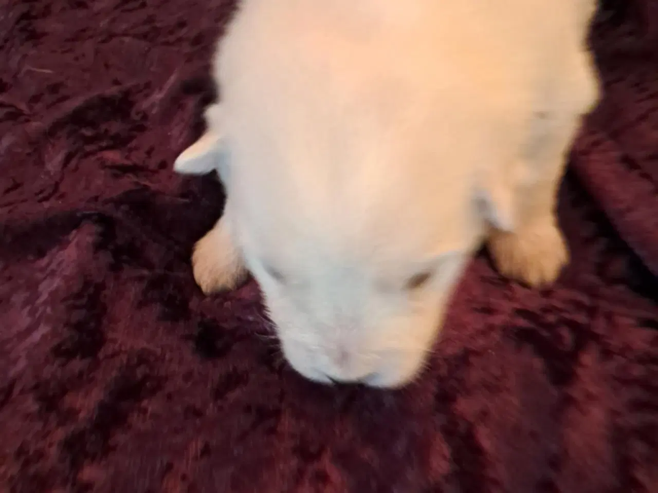 Billede 9 - dejlige hvalpe søger nyt hjem