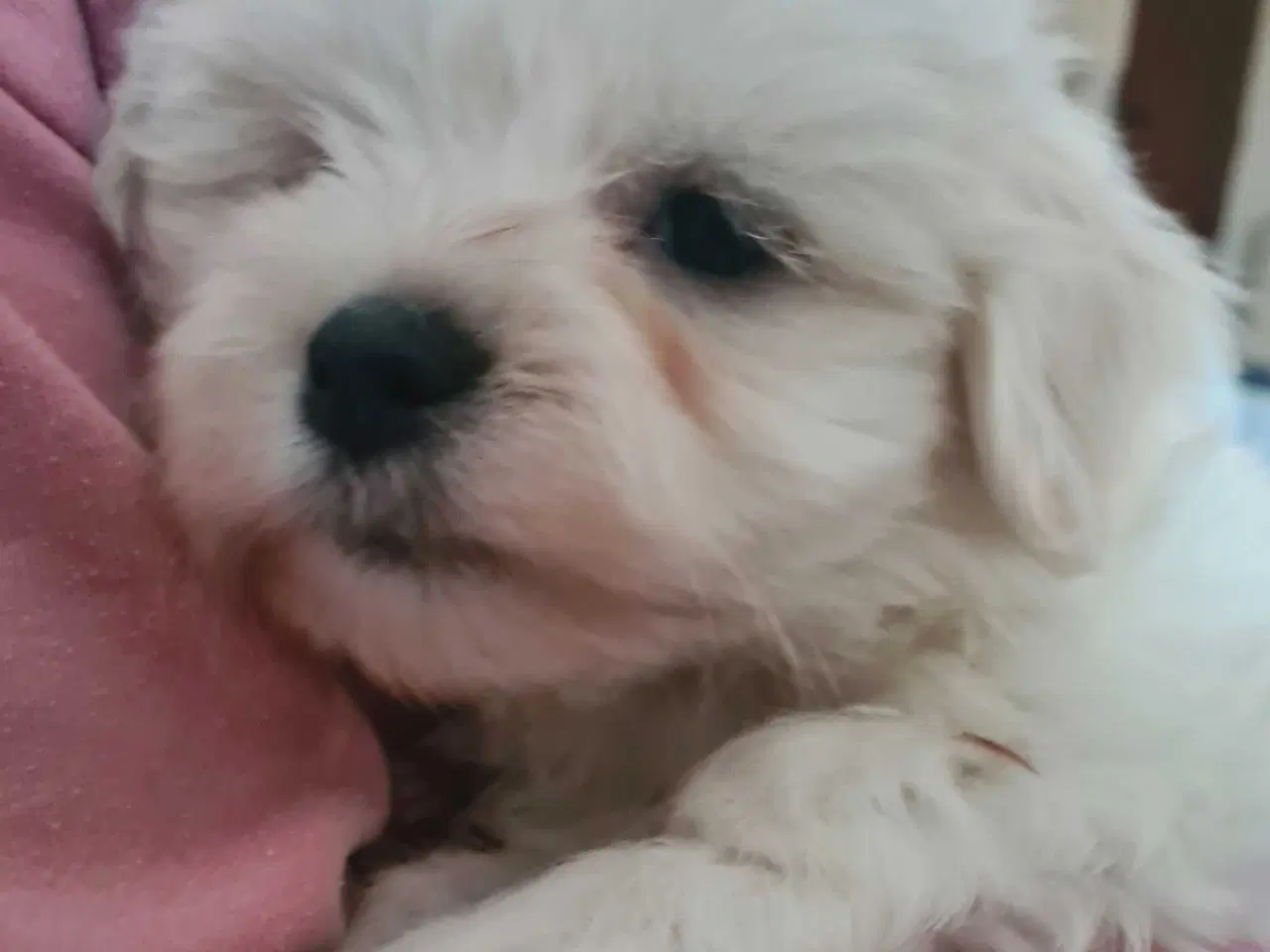 Billede 4 - Bichon havanais hvalp