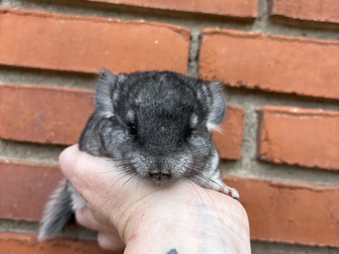 Billede 4 - HAN standard chinchilla 