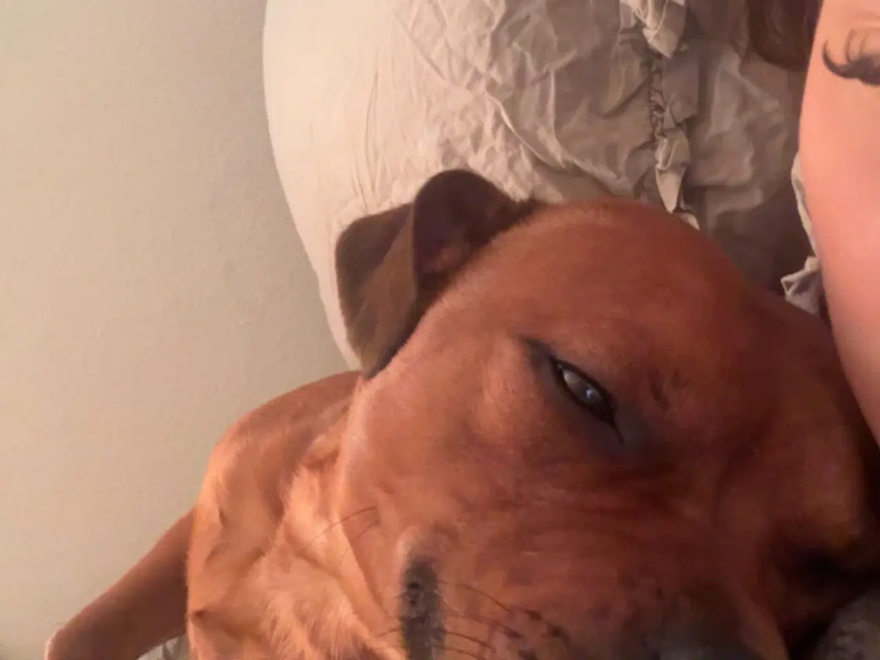 Billede 2 - Parring hanhund 