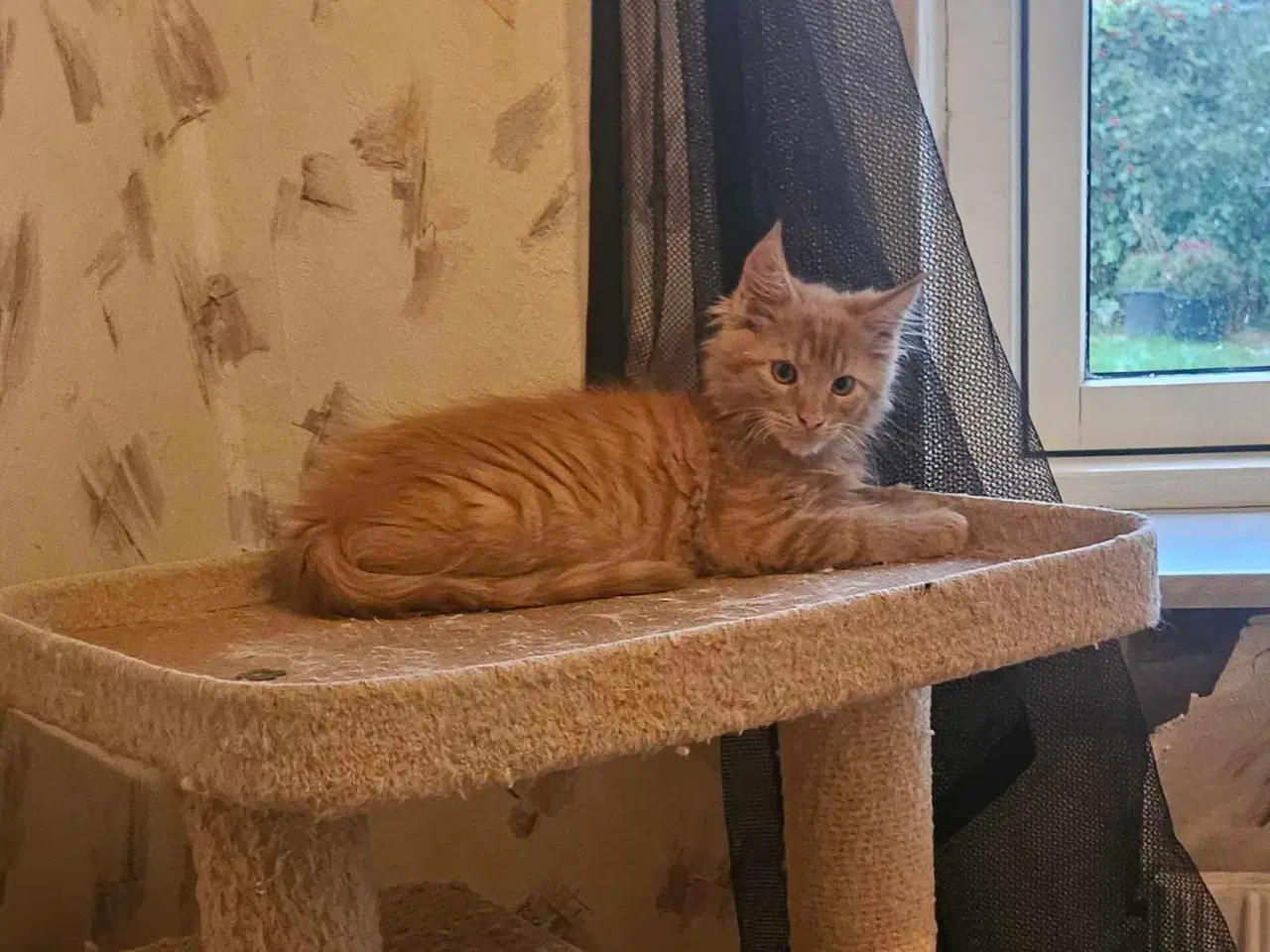 Billede 9 - Maine coon killinger uden stamtavle 