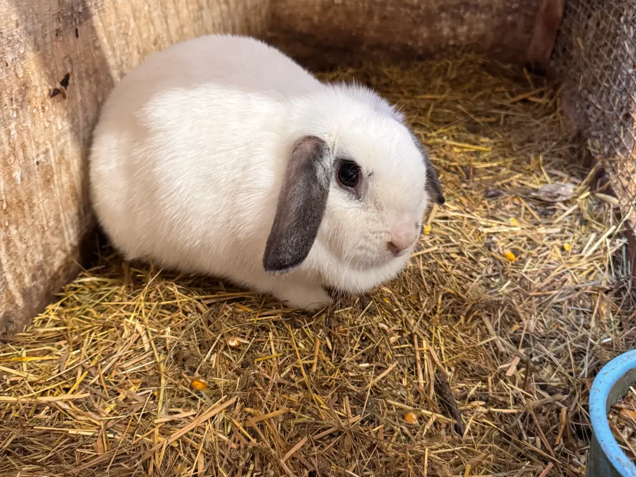 Billede 2 - Dværgkanin avlspar ♥️