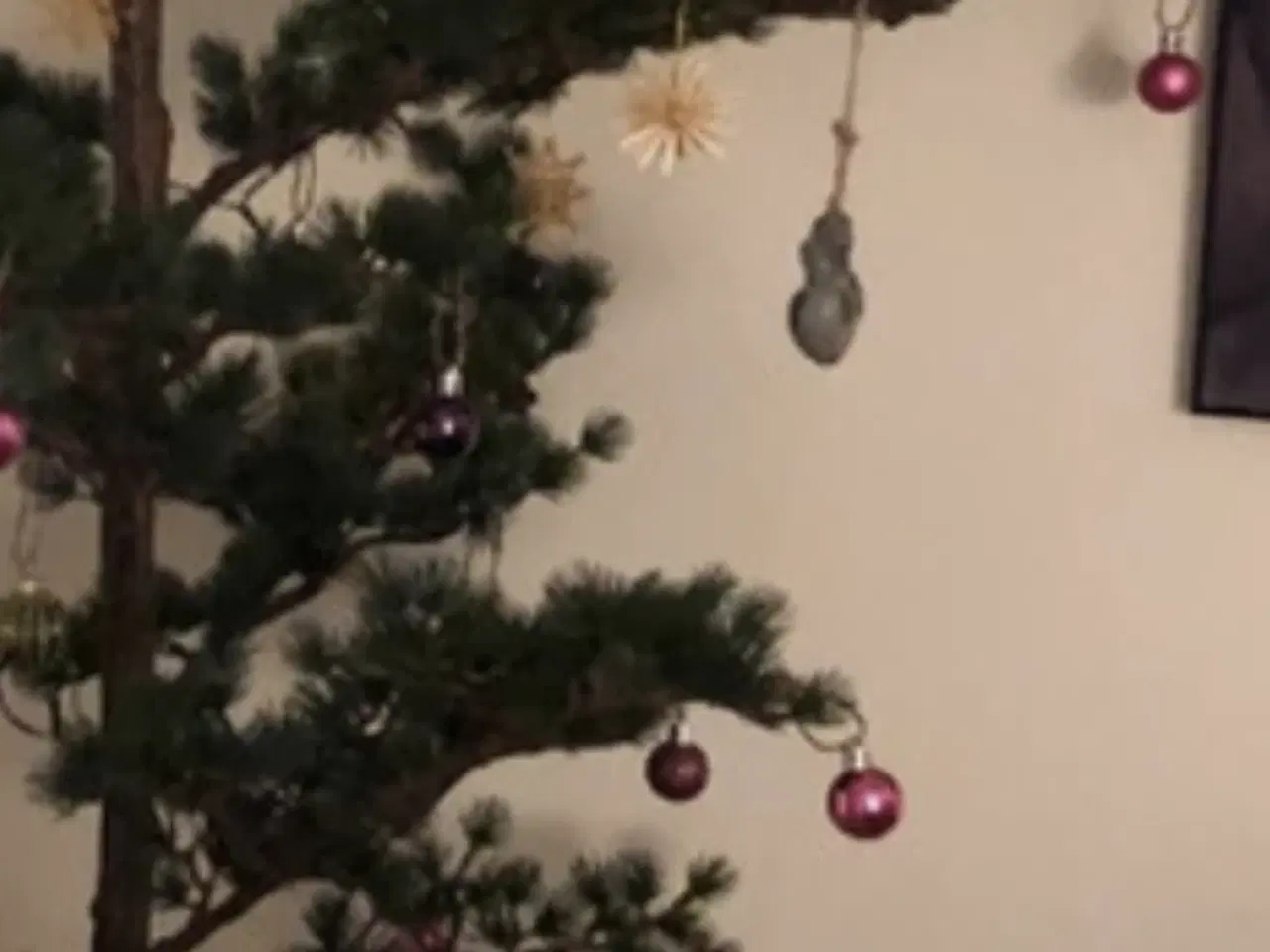 Billede 7 - Stor Cedertræ .Middelfart 