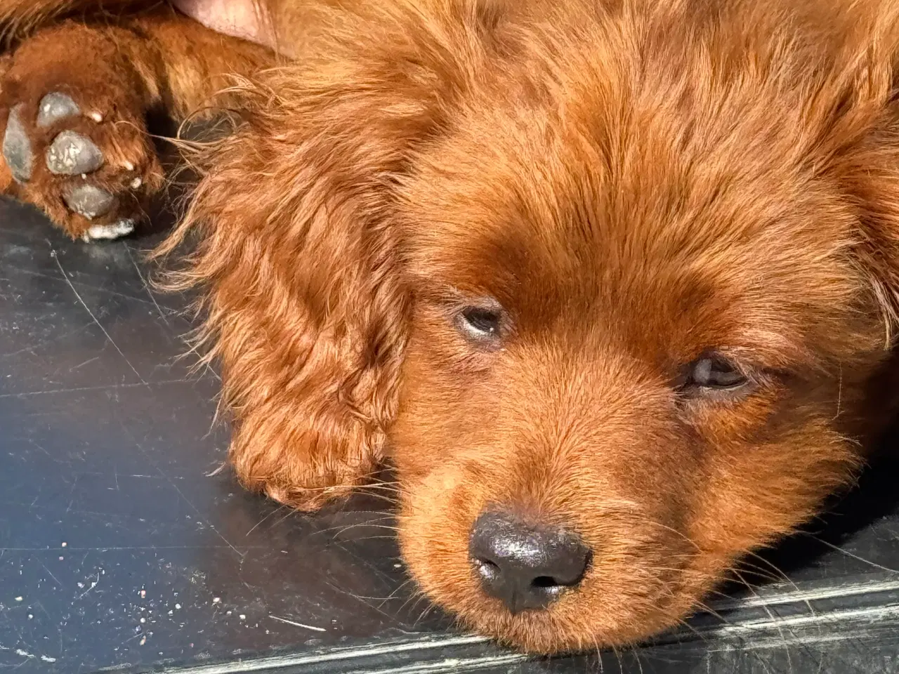 Billede 8 - Cavapoo færdig vaccineret med pas  klar til sommer