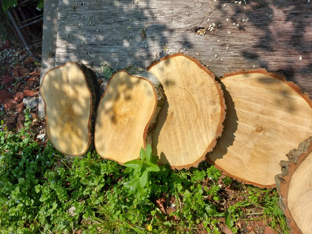 Billede 3 - Tørre træ skiver