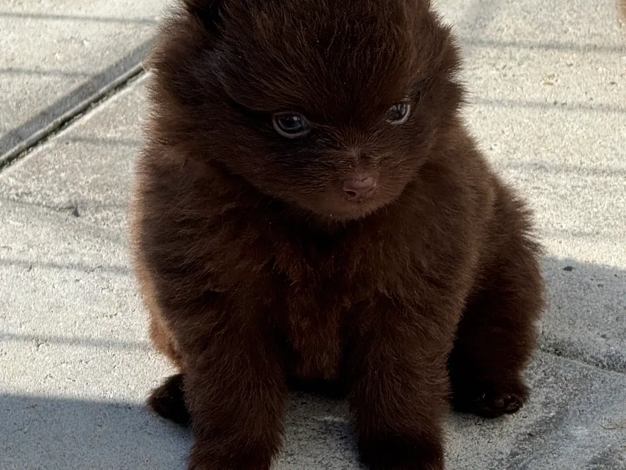 Billede 5 - Pomerania hvalpe 1 pige tilbage