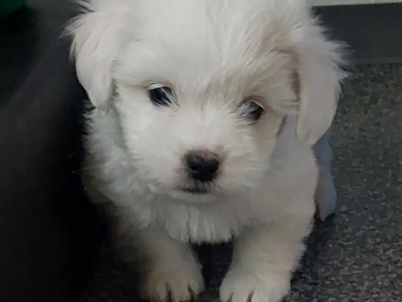 Billede 1 - Coton de tulaer