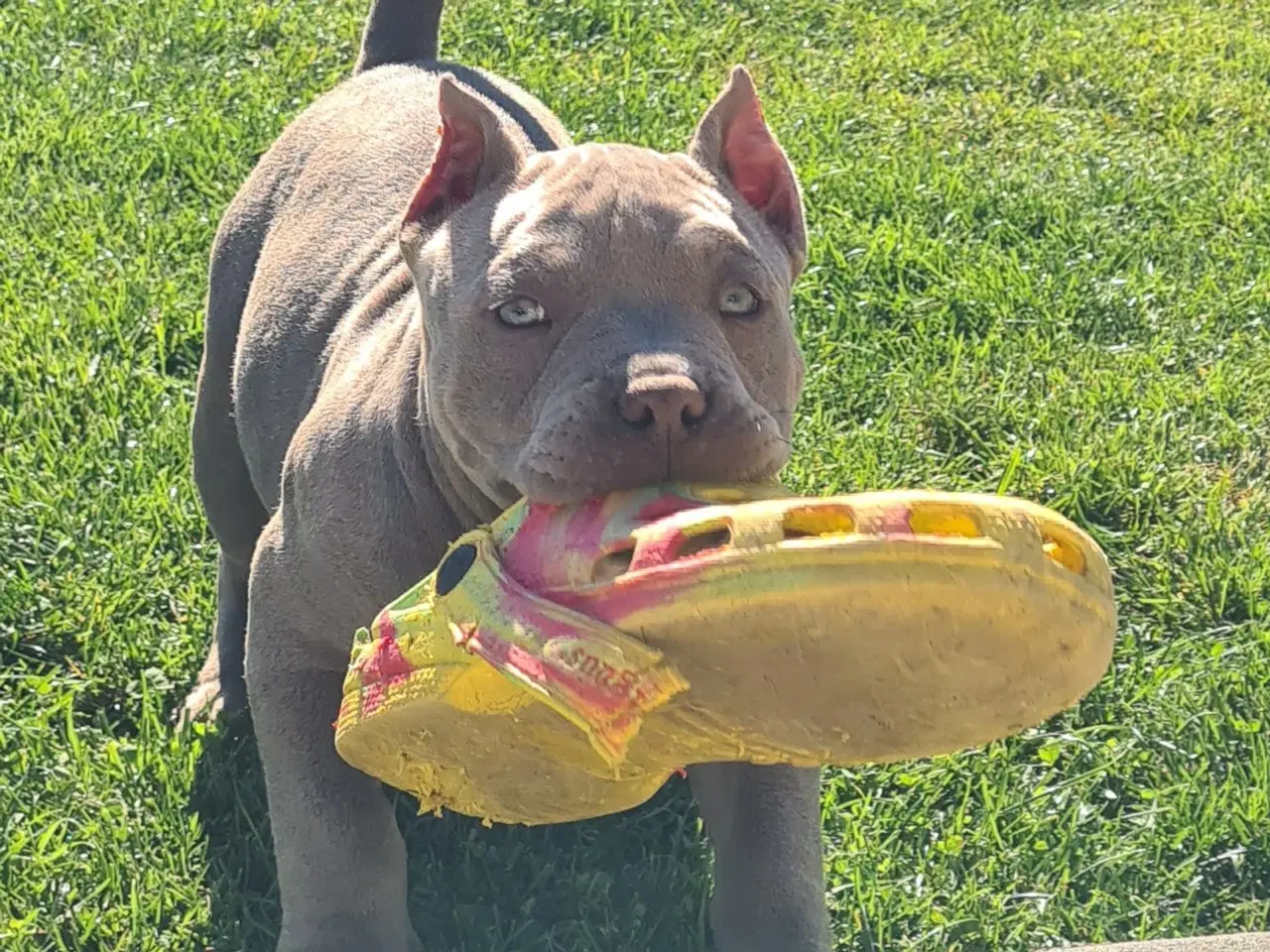 Billede 6 - American Bully Pige ,pocket 