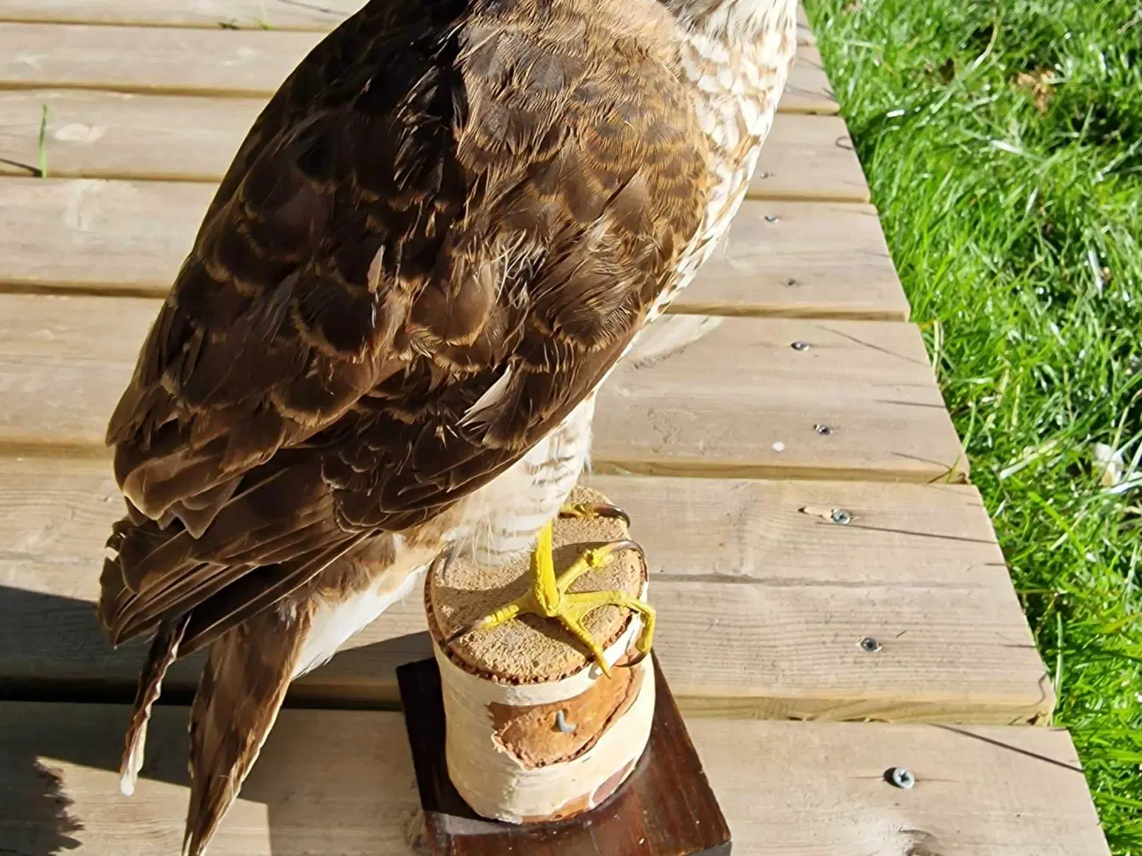 Billede 3 - Spurvehøg siddende på træstub