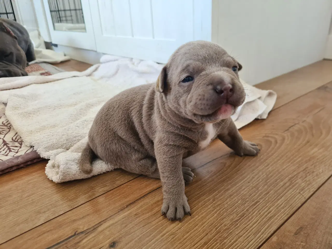 Billede 7 - American Bully Pocket - hvalpe 