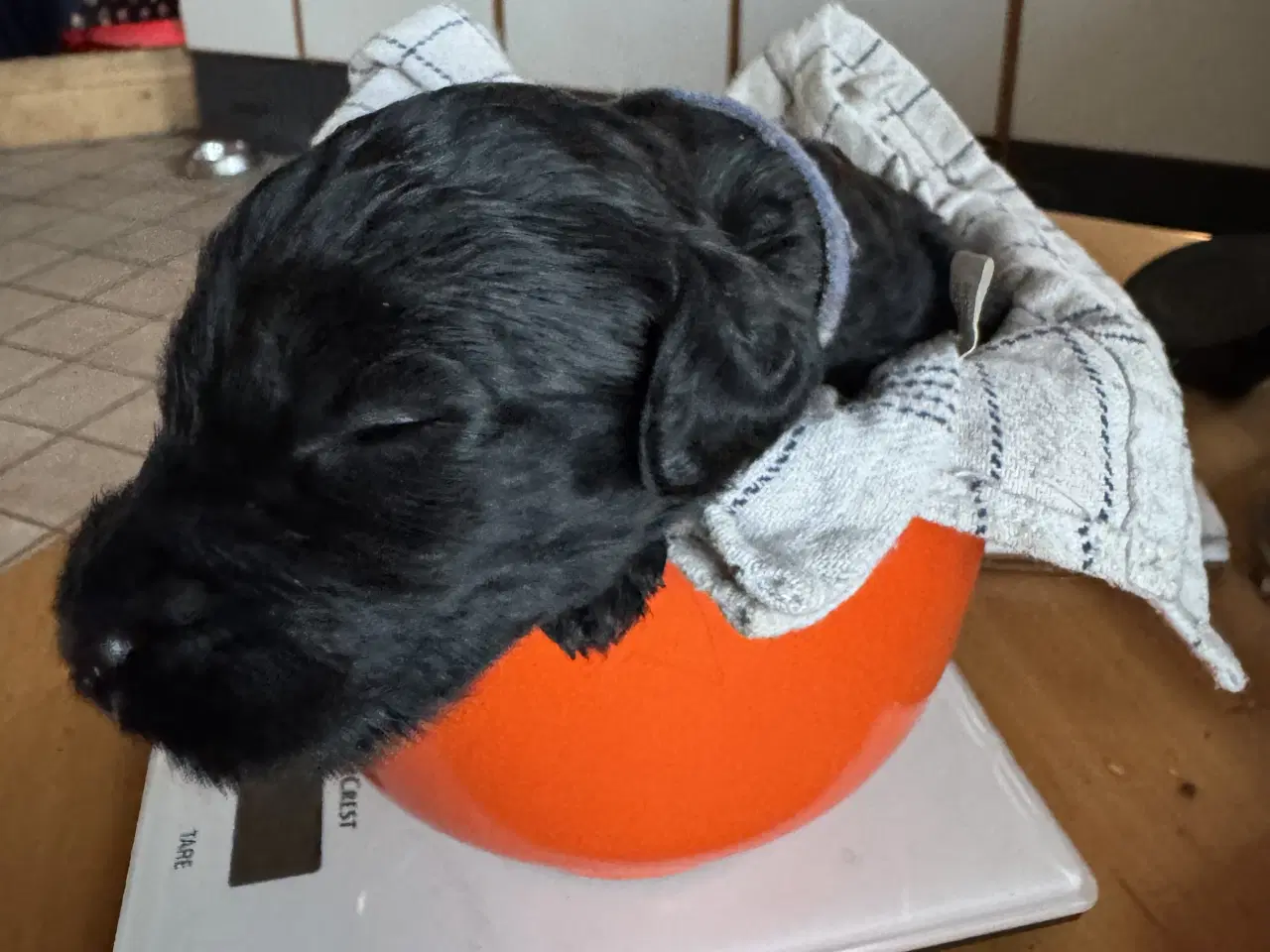 Billede 5 - Cockerdoodle / Cockapoo / Cockerpoo / Doodle hvalp