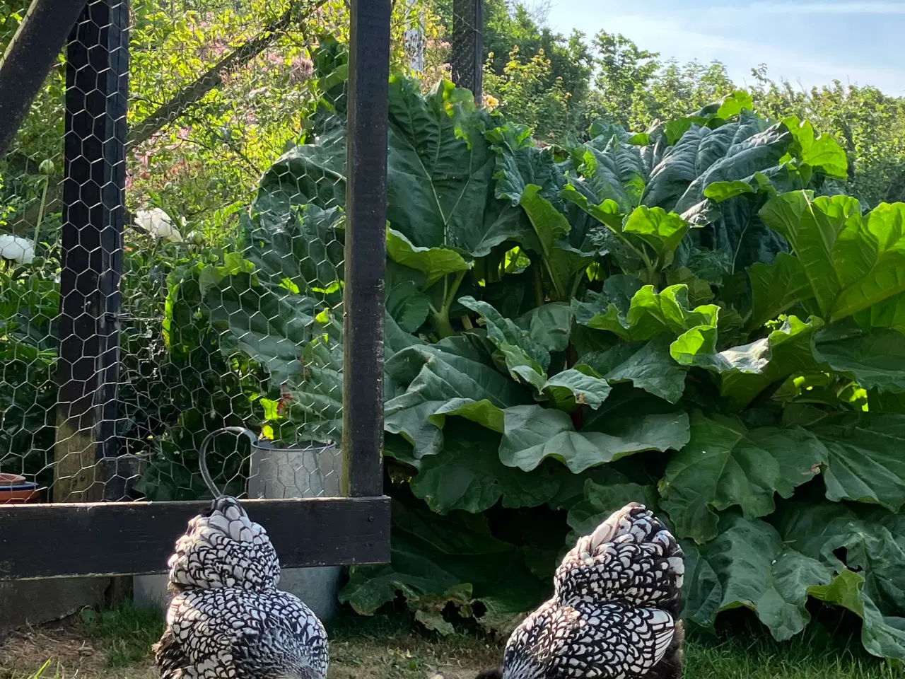 Billede 1 - Søges: Wyandotter, dværg