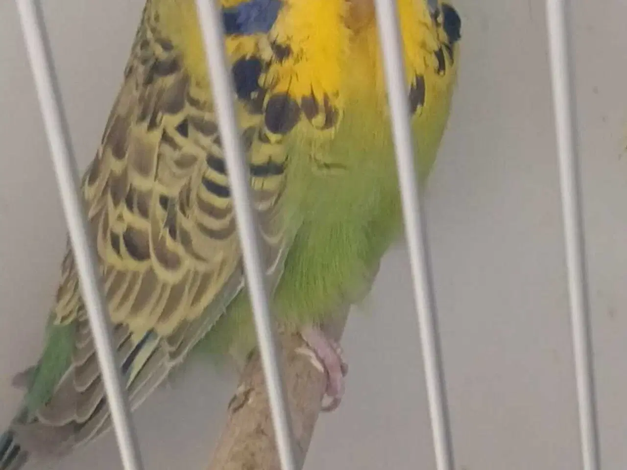 Billede 5 - Engelsk undulat han