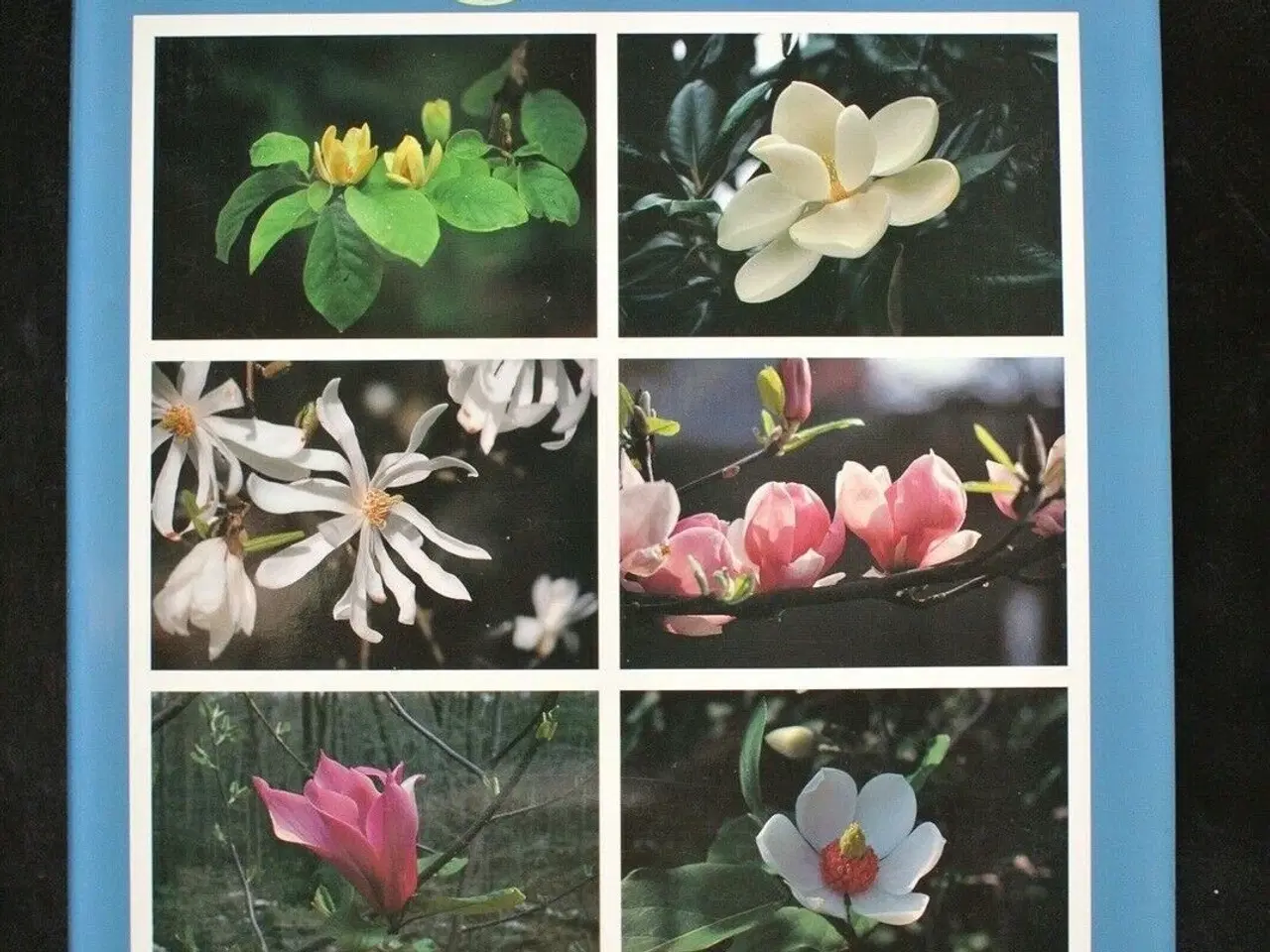 Billede 1 - magnolias, by dorothy j. callaway