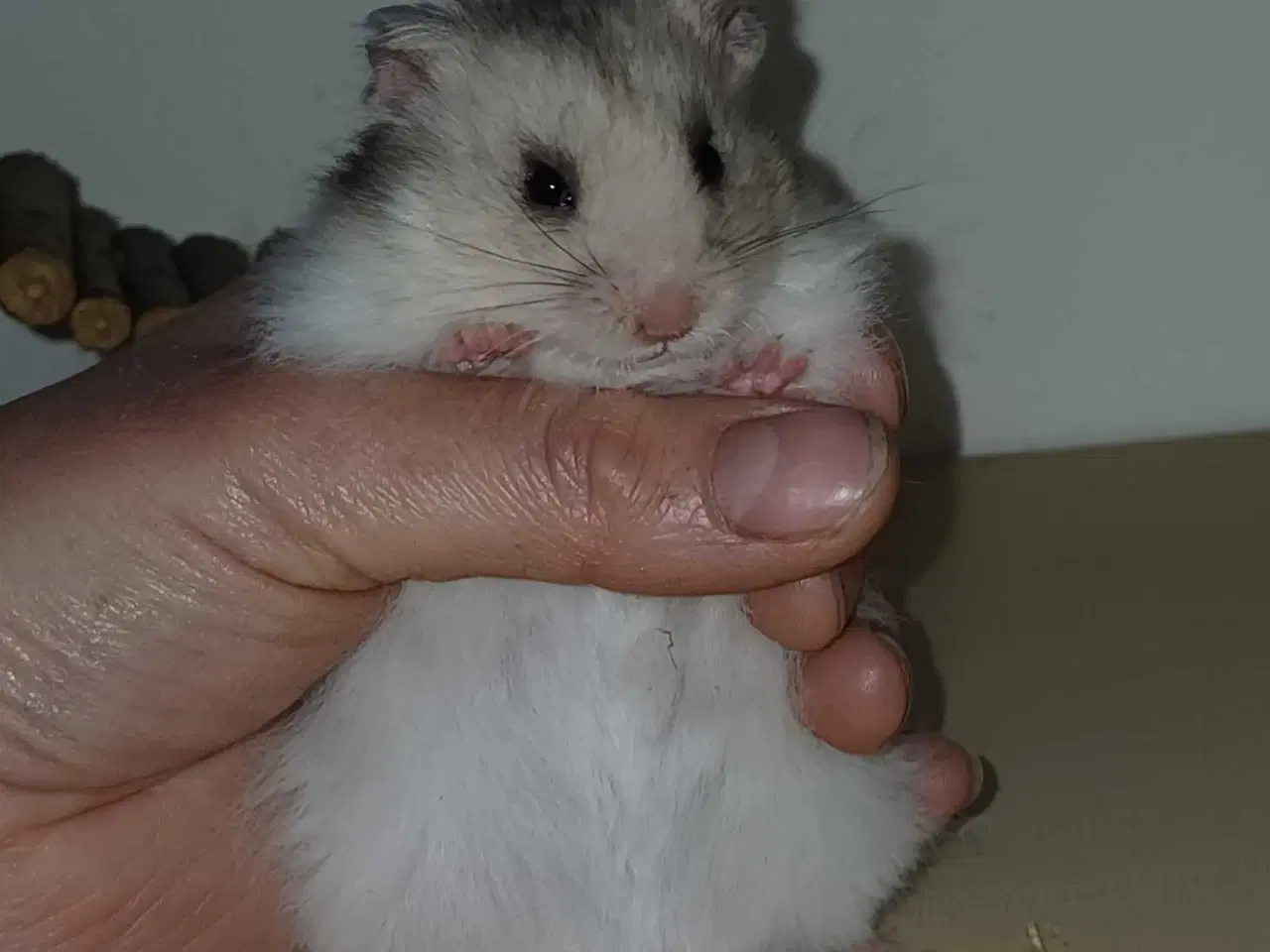 Billede 14 - Guldhamster unger