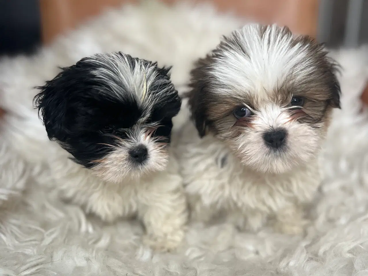 Billede 1 - Lhasa Apso hvalpe