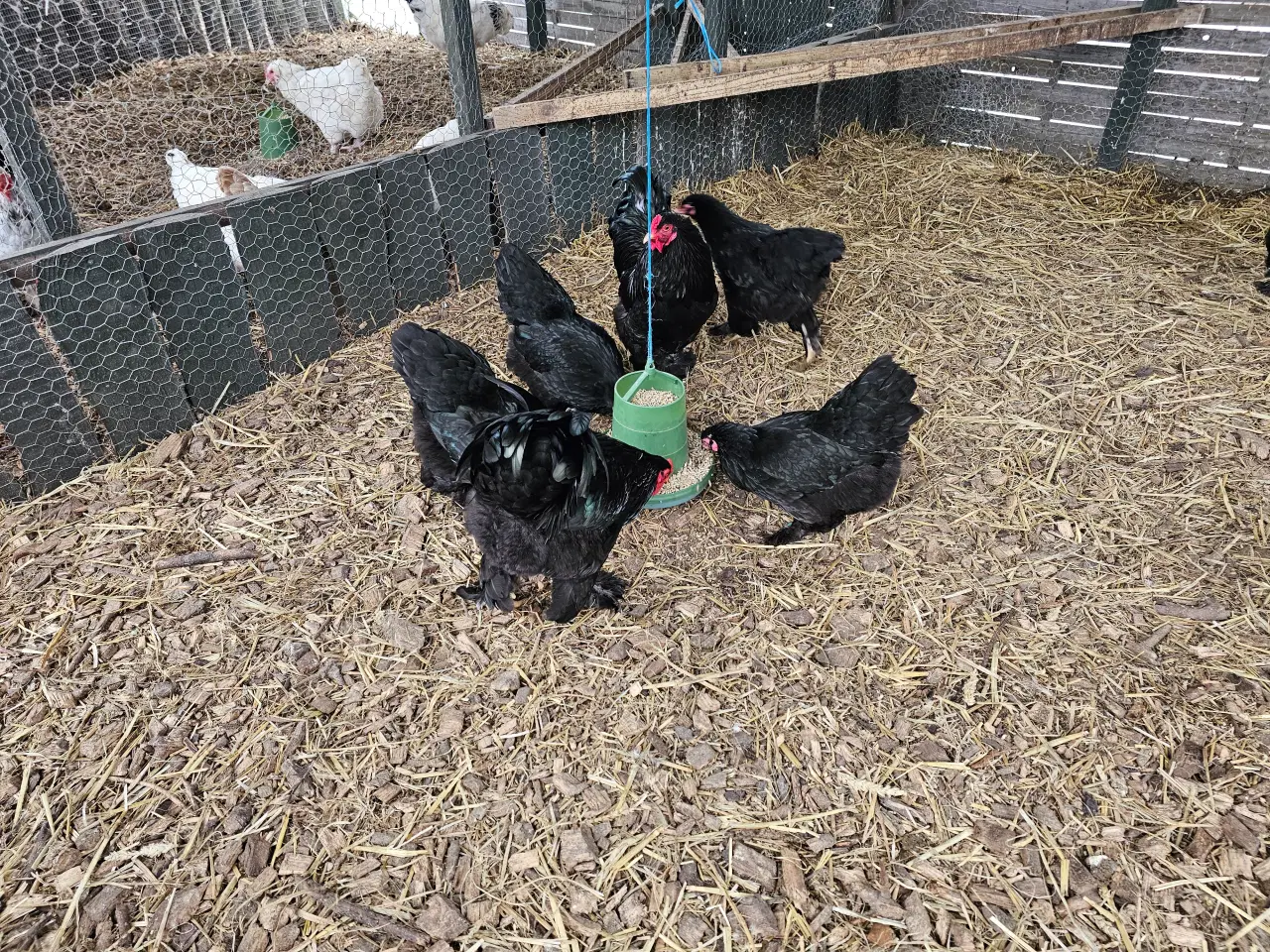 Billede 1 - Rugeæg af sorte Dværg Brahma 