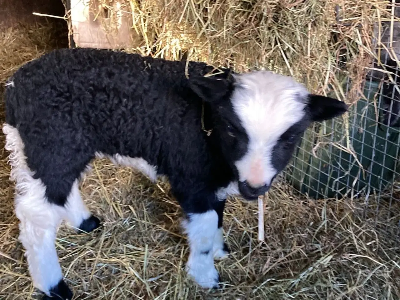 Billede 2 - Jacobs vædder lam