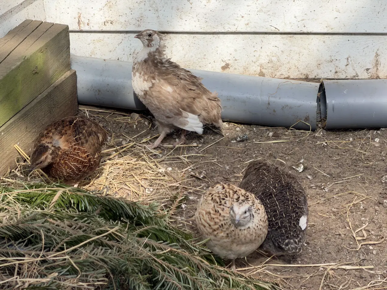 Billede 14 - Vagtel rugeæg 