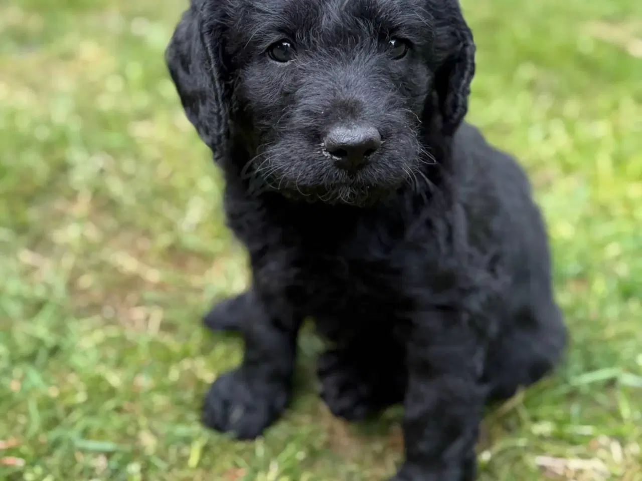 Billede 4 - Labra Doodle Hvalpe 