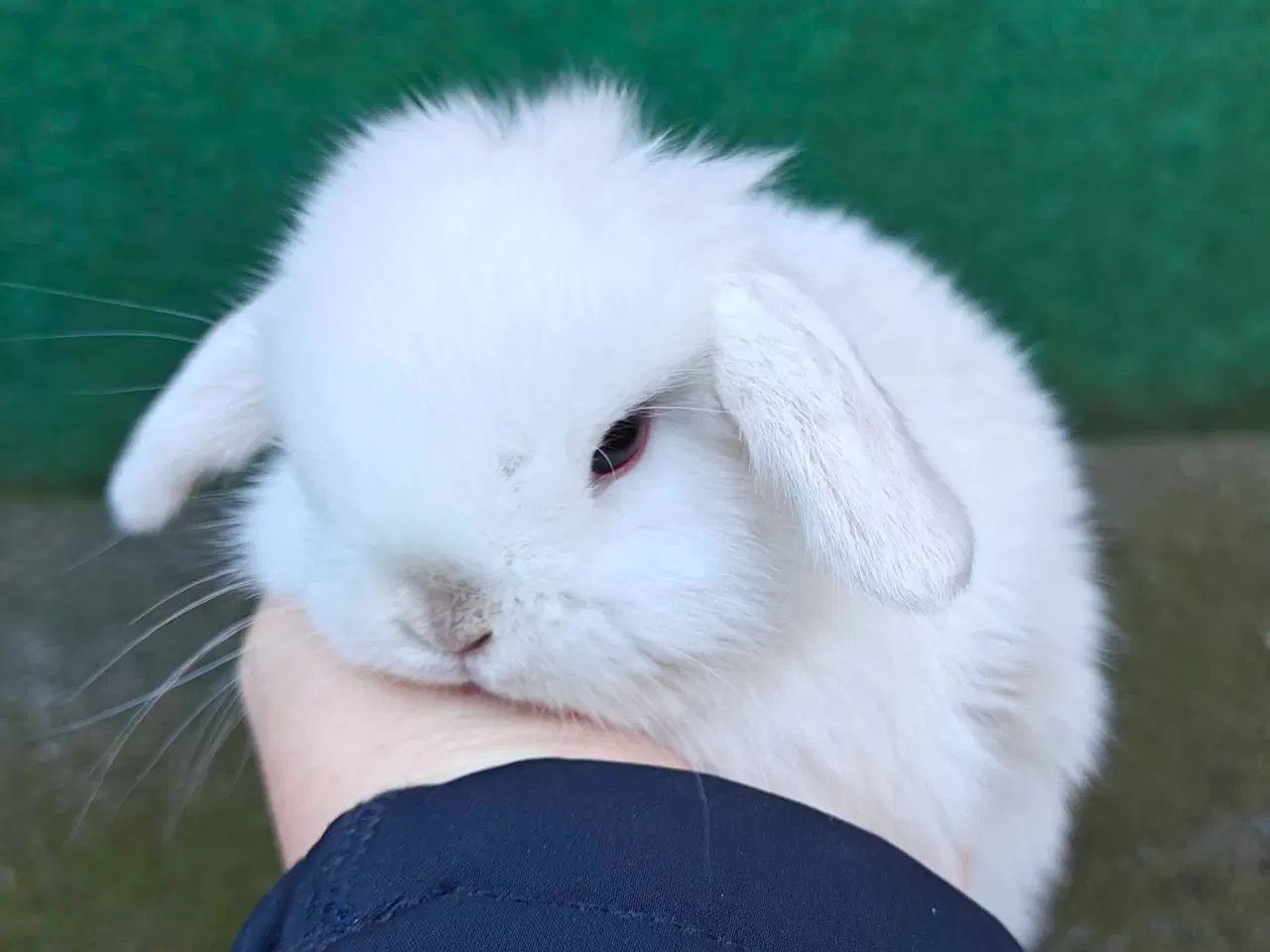 Billede 4 - Minilop hanunge