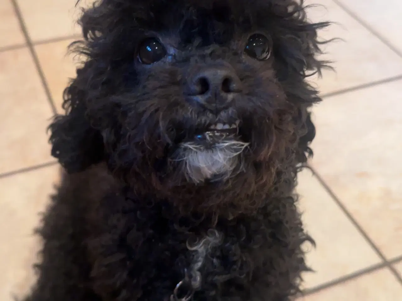 Billede 4 - Milo til avl 