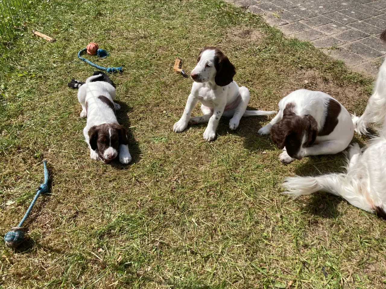Billede 4 - Springer Spaniel Flytte klar Nu