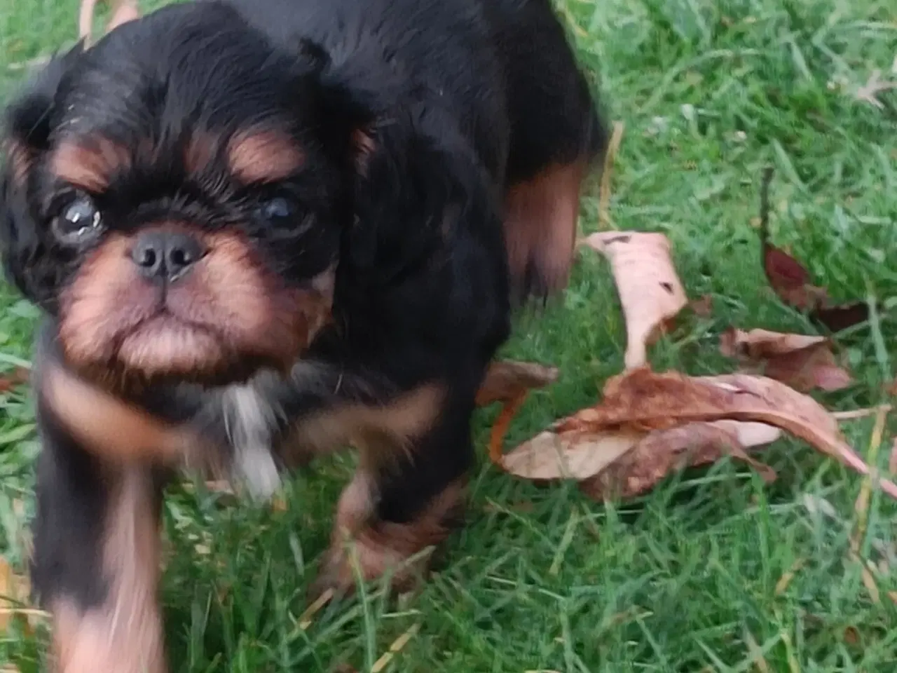 Billede 2 - King Charles Spaniel