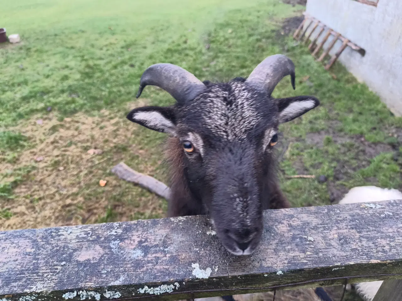 Billede 5 - Ouessant/Mouflon vædder-brødre – 8 mdr – stærke dy