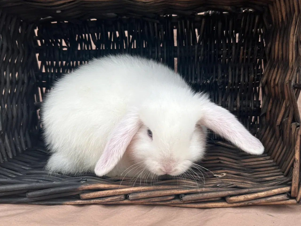 Billede 3 - Mini lop - BEW 