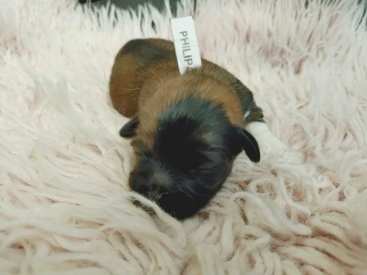 Billede 6 - Lhasa apso med stambog