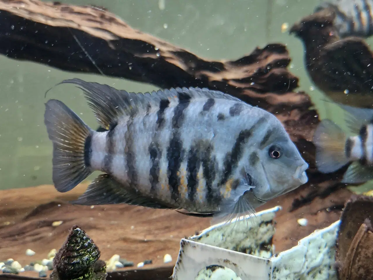 Billede 1 - Zebra cichlider “Amatitlania nigrofasciata”