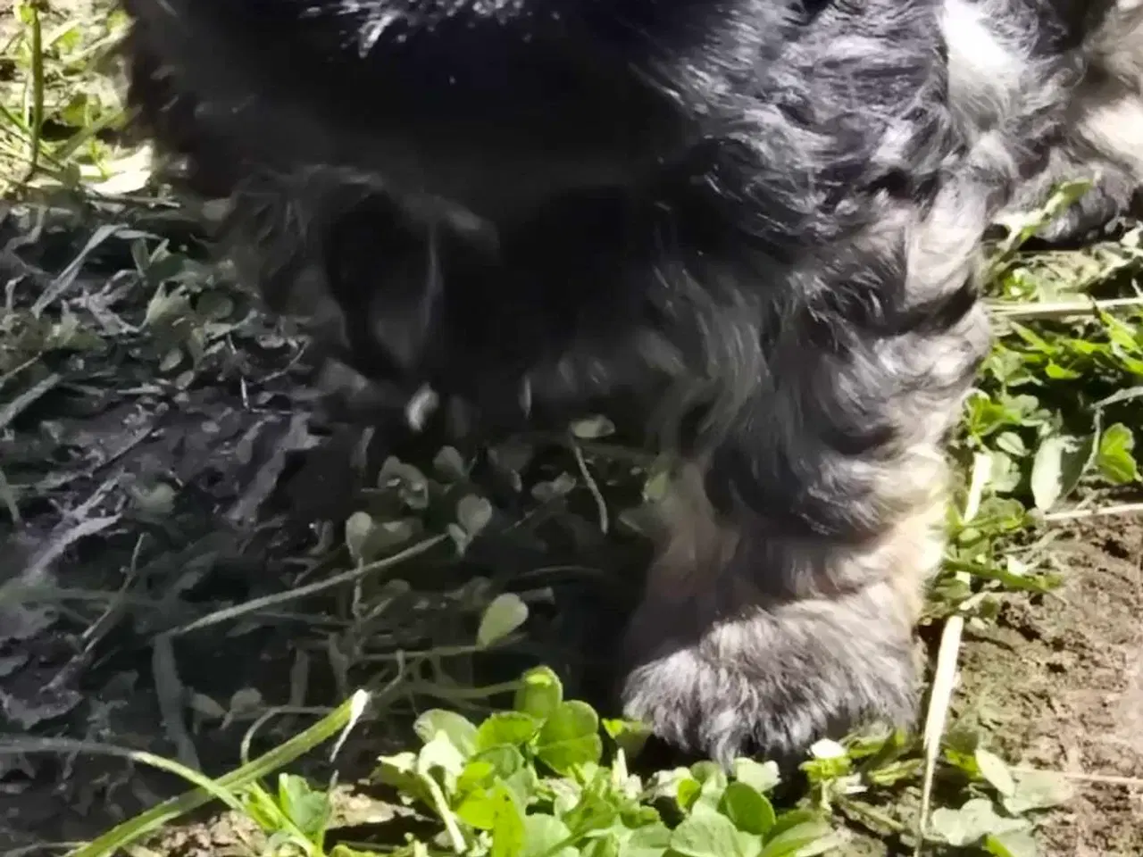 Billede 2 - Cody og Coco 