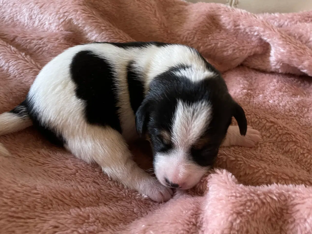 Billede 12 - Dansksvensk gårdhunde hvalpe 