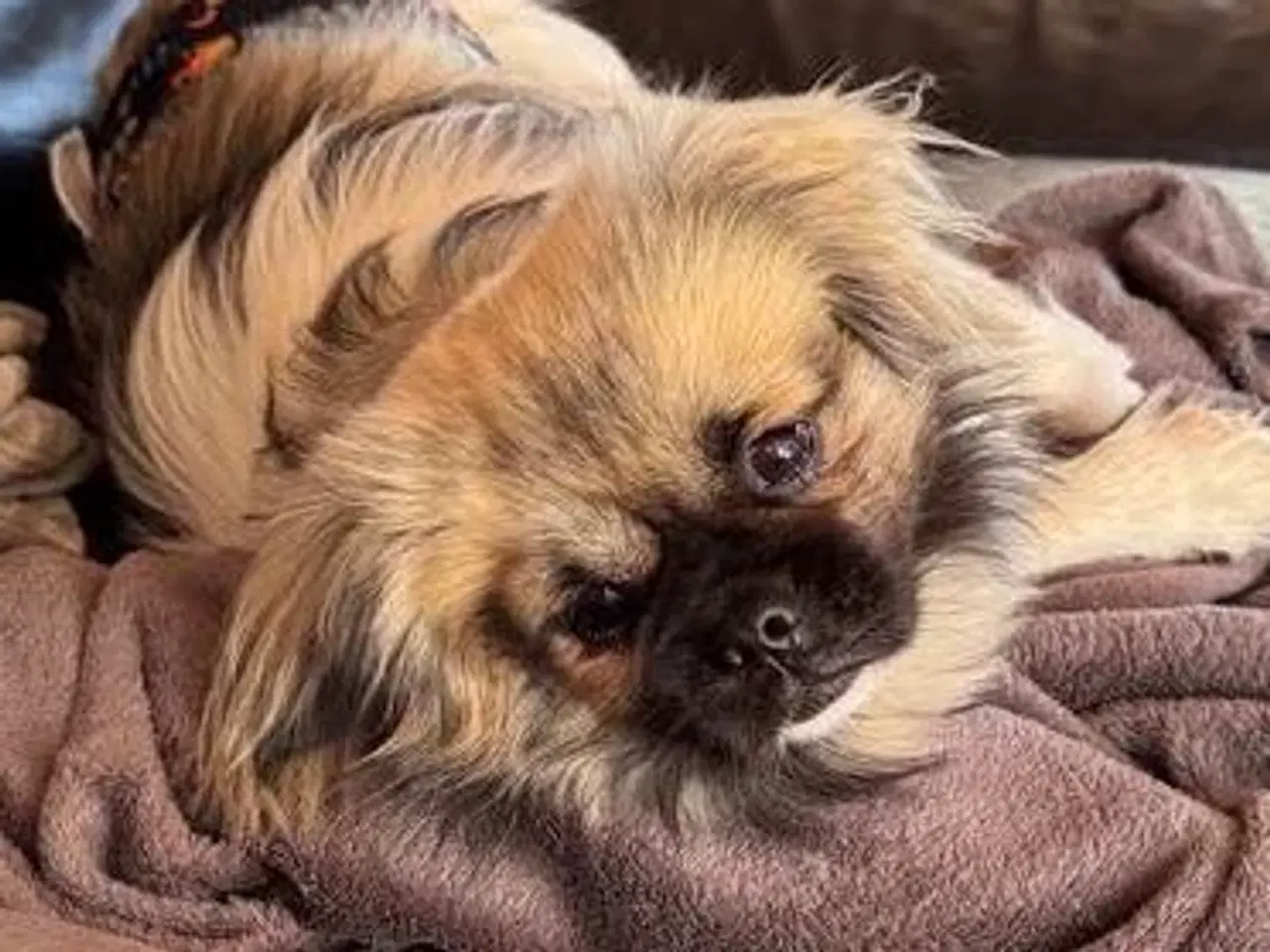 Billede 3 - Tibetansk Spaniel hjerteven 