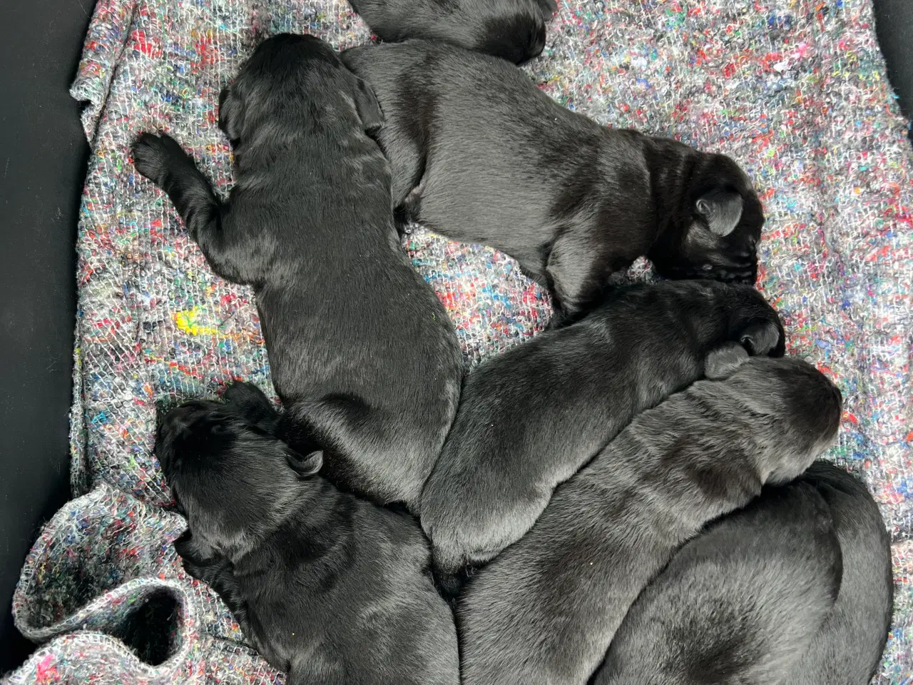 Billede 1 - Labrador hvalpe 