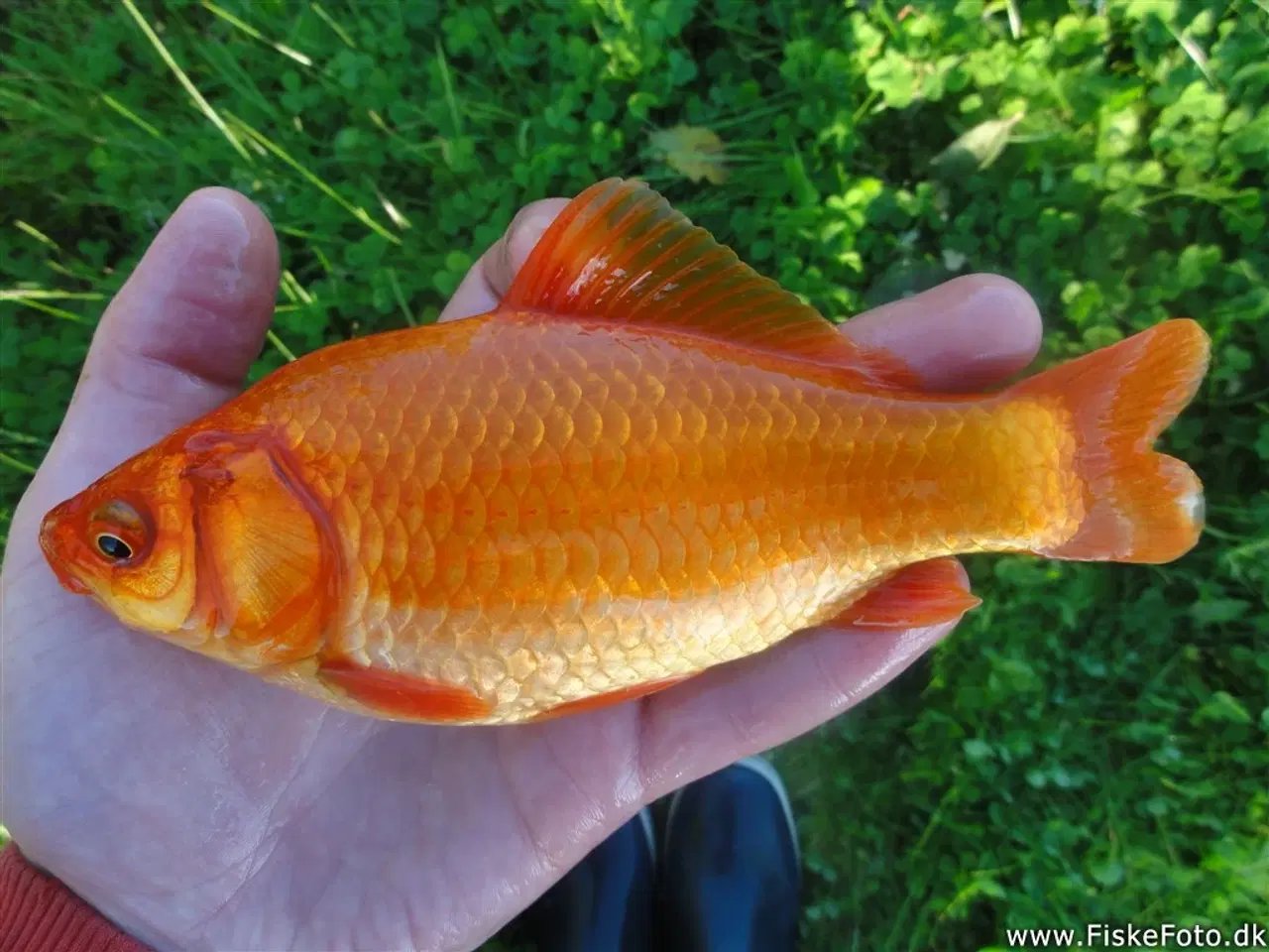 Billede 1 - Guldfisk små og større 