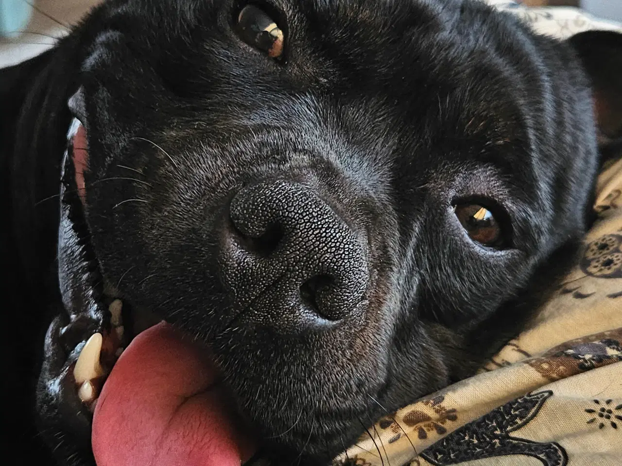 Billede 2 - Staffi til parring🩵