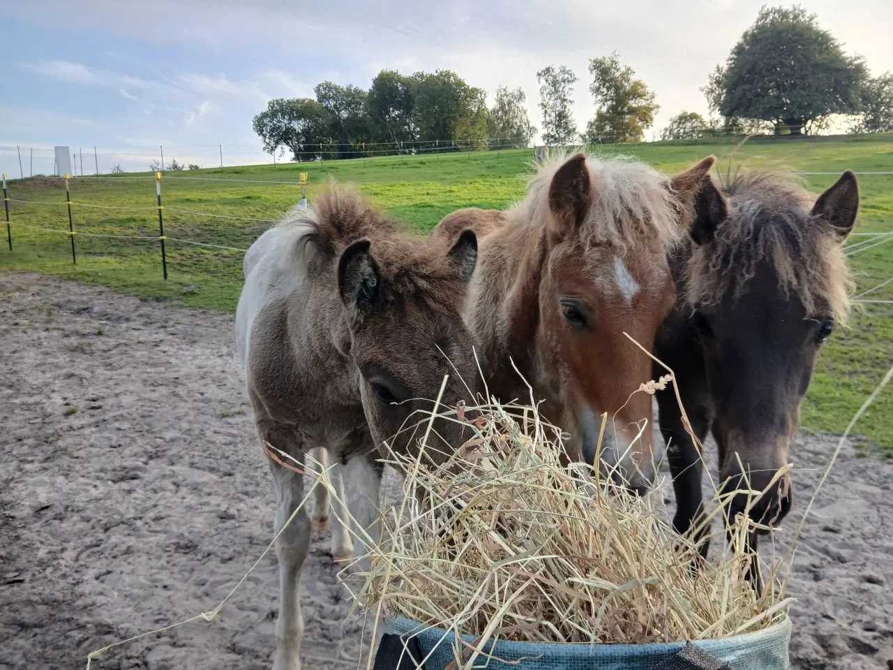Billede 1 - Græsmarker til afgræsning søges